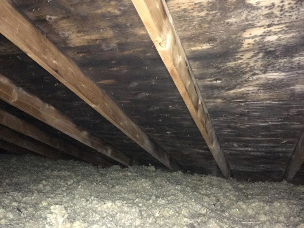 mold in the attic of a house