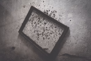 Black Mold Growing on an Old Wall